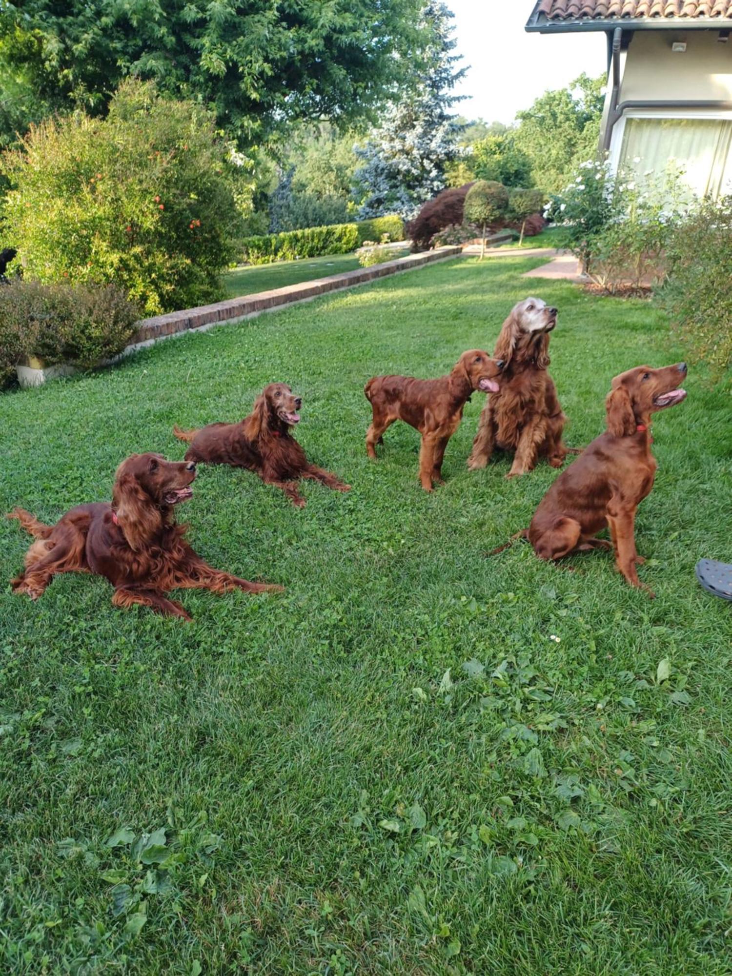 Tenuta Degli Angeli Rossi Asti Exteriér fotografie